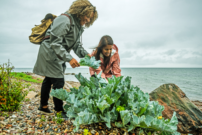 Two women picking seakale by the ocean